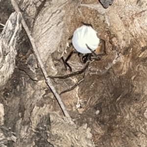 Isopeda sp. (genus) at Jaspers Brush, NSW - 17 Jan 2023