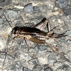 Lepidogryllus sp. (genus) (A cricket) at Jaspers Brush, NSW - 17 Jan 2023 by Hejor1