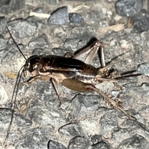 Lepidogryllus sp. (genus) at Jaspers Brush, NSW - 17 Jan 2023 09:52 PM