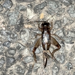 Unidentified at suppressed - 17 Jan 2023