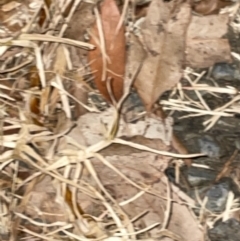 Unidentified at suppressed - 17 Jan 2023