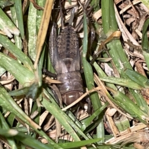 Unidentified at suppressed - 17 Jan 2023
