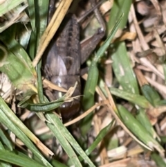 Bobilla sp. (genus) at Jaspers Brush, NSW - 17 Jan 2023 09:45 PM