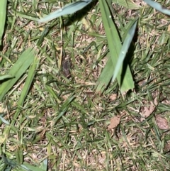 Bobilla sp. (genus) at Jaspers Brush, NSW - 17 Jan 2023 09:45 PM