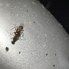 Unidentified at suppressed - 17 Jan 2023