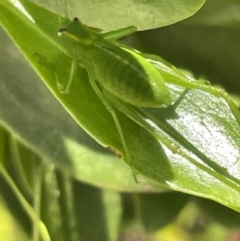 Caedicia simplex (Common Garden Katydid) at Vincentia Bushcare - 18 Jan 2023 by Hejor1