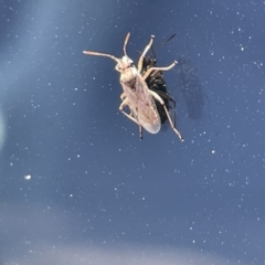 Nysius sp. (genus) (Seed bug) at Vincentia, NSW - 18 Jan 2023 by Hejor1