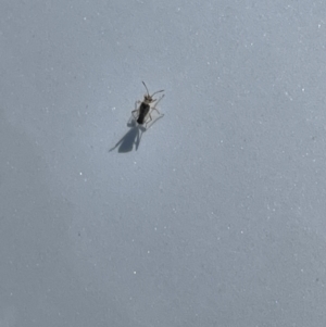 Unidentified at suppressed - 18 Jan 2023