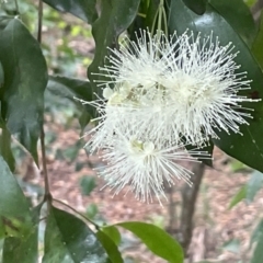 Syzygium paniculatum (Magenta Lilly Pilly, Magenta Brush Cherry) at Beecroft Peninsula, NSW - 18 Jan 2023 by Hejor1