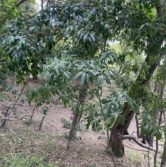 Syzygium paniculatum at Beecroft Peninsula, NSW - 18 Jan 2023