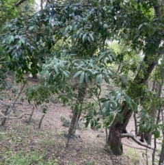 Syzygium paniculatum at Beecroft Peninsula, NSW - 18 Jan 2023 02:22 PM