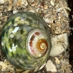 Lunella undulata (Green Turban Shell/Warrener) at Abrahams Bosom Walking Track - 18 Jan 2023 by Hejor1