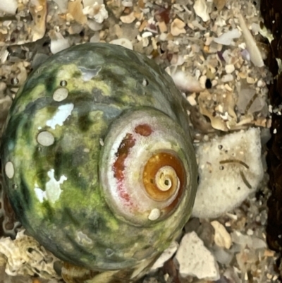 Lunella undulata (Green Turban Shell/Warrener) at Jervis Bay Marine Park - 18 Jan 2023 by Hejor1