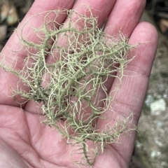 Usnea sp. at Currarong - Abrahams Bosom Beach - 18 Jan 2023 by Hejor1