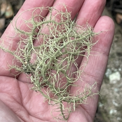 Usnea sp. at Beecroft Peninsula, NSW - 18 Jan 2023 by Hejor1