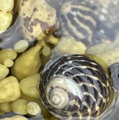 Austrocochlea porcata (Zebra top snail) at Currarong - Abrahams Bosom Beach - 18 Jan 2023 by Hejor1