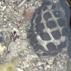 Tenguella marginalba at Currarong, NSW - 18 Jan 2023