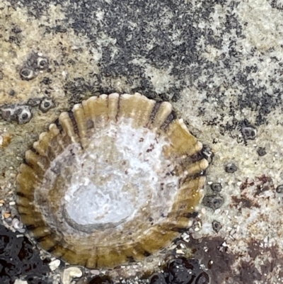 Cellana tramoserica (Commom Limpet) at Currarong - Abrahams Bosom Beach - 18 Jan 2023 by Hejor1