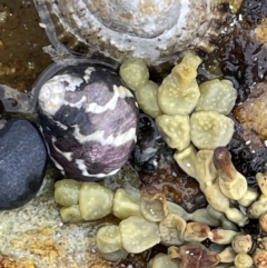 Austrocochlea porcata (Zebra top snail) at Currarong - Abrahams Bosom Beach - 18 Jan 2023 by Hejor1