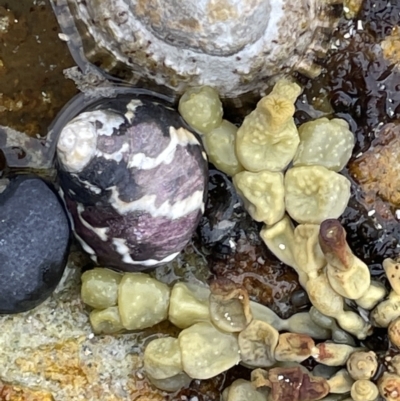 Austrocochlea porcata (Zebra top snail) at Currarong, NSW - 18 Jan 2023 by Hejor1