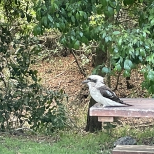 Dacelo novaeguineae at Beecroft Peninsula, NSW - 18 Jan 2023 02:21 PM