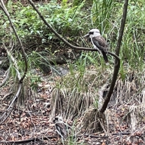 Dacelo novaeguineae at Beecroft Peninsula, NSW - 18 Jan 2023 02:21 PM