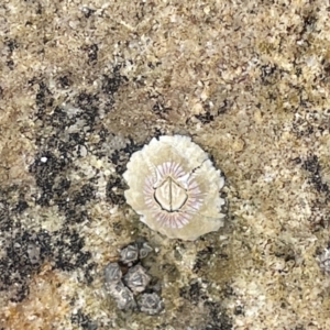 Tesseropora rosea at Currarong, NSW - 18 Jan 2023