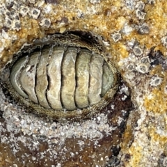 Sypharochiton pelliserpentis at Jervis Bay Marine Park - 18 Jan 2023 by Hejor1