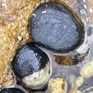 Nerita melanotragus at Currarong, NSW - 18 Jan 2023 02:55 PM