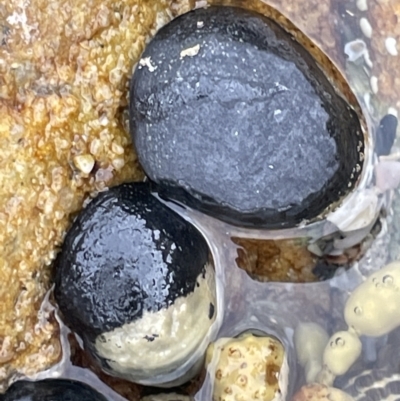 Nerita melanotragus (Black Nerite) at Abrahams Bosom Walking Track - 18 Jan 2023 by Hejor1