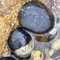 Nerita melanotragus (Black Nerite) at Currarong - Abrahams Bosom Beach - 18 Jan 2023 by Hejor1