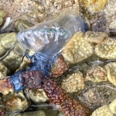 Physalia physalis at Currarong - Abrahams Bosom Beach - 18 Jan 2023 by Hejor1