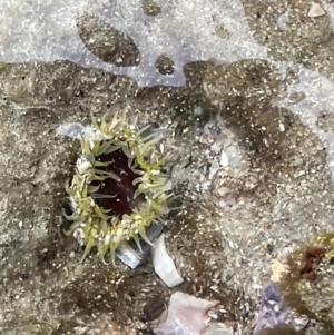 Oulactis muscosa at Currarong, NSW - 18 Jan 2023