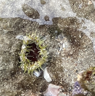 Oulactis muscosa (Sand Anemone) at Abrahams Bosom Walking Track - 18 Jan 2023 by Hejor1