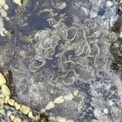 Padina sp. (genus) at Currarong - Abrahams Bosom Beach - 18 Jan 2023 by Hejor1