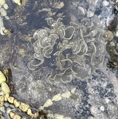 Unidentified Marine Alga & Seaweed at Currarong, NSW - 18 Jan 2023 by Hejor1