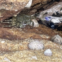 Leptograpsus variegatus at Jervis Bay Marine Park - 18 Jan 2023 by Hejor1