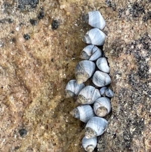 Austrolittorina unifasciata at Currarong, NSW - 18 Jan 2023