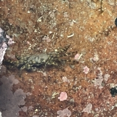 Leptograpsus variegatus at Jervis Bay Marine Park - 18 Jan 2023 by Hejor1