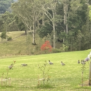 Chenonetta jubata at Berry, NSW - 18 Jan 2023