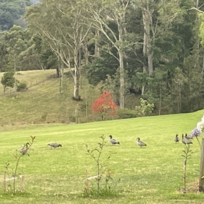 Chenonetta jubata (Australian Wood Duck) at Berry, NSW - 18 Jan 2023 by Hejor1