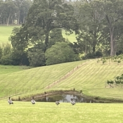 Chenonetta jubata at Berry, NSW - 18 Jan 2023