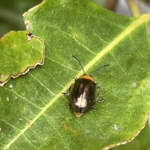 Unidentified at suppressed - 18 Jan 2023