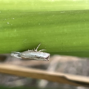 Culladia cuneiferellus at Berry, NSW - 18 Jan 2023