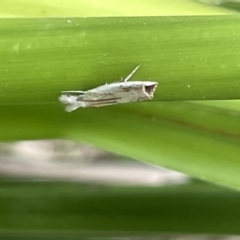 Culladia cuneiferellus at Berry, NSW - 18 Jan 2023