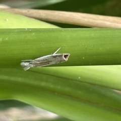 Culladia cuneiferellus at Berry, NSW - 18 Jan 2023 04:58 PM