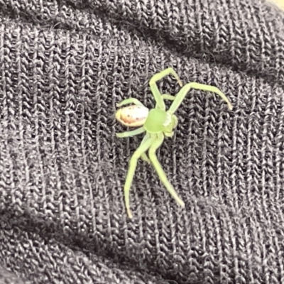 Lehtinelagia prasina (Leek-green flower spider) at Jaspers Brush, NSW - 18 Jan 2023 by Hejor1