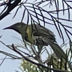 Anthochaera chrysoptera (Little Wattlebird) at Jaspers Brush, NSW - 18 Jan 2023 by Hejor1