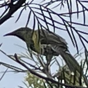 Anthochaera chrysoptera at Jaspers Brush, NSW - 18 Jan 2023