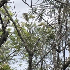 Anthochaera chrysoptera at Jaspers Brush, NSW - 18 Jan 2023